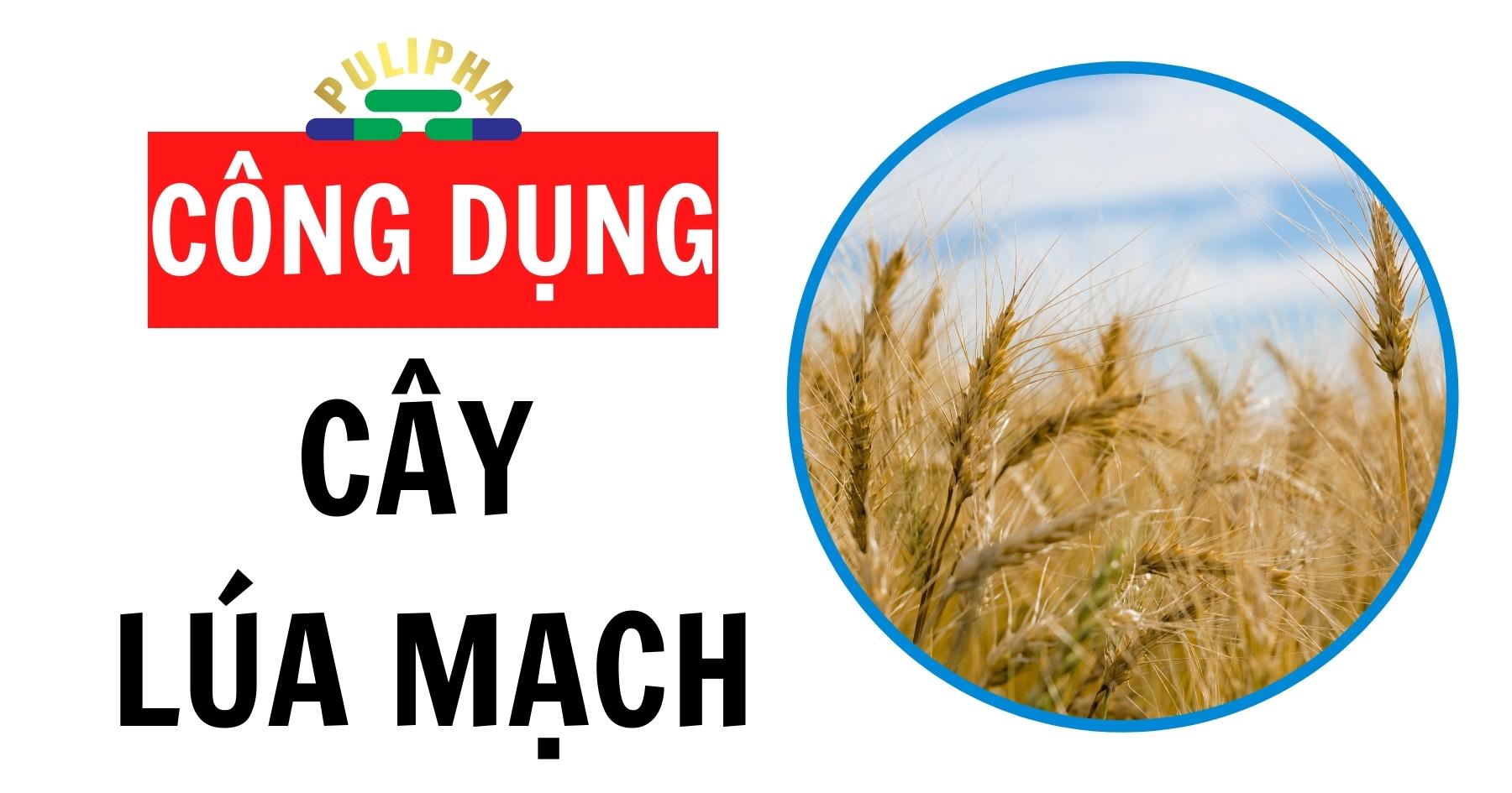 Cây Lúa Mạch có công dụng gì? - 2025